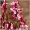 Floarea Albinei (Gaura Siskiyou Pink)