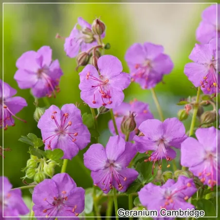 Geranium Cambridge