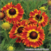 Helenium Mariachi Fuego