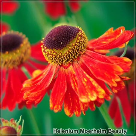 Helenium Moerheim Beauty