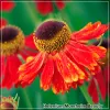 Helenium Moerheim Beauty