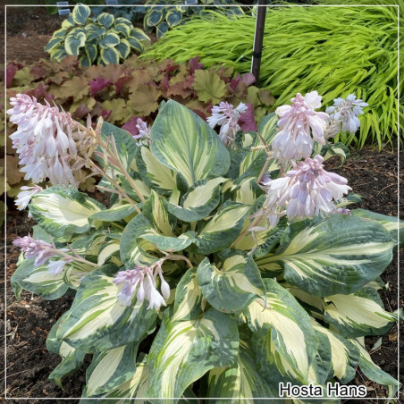 Hosta Hans