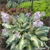 Hosta Hans