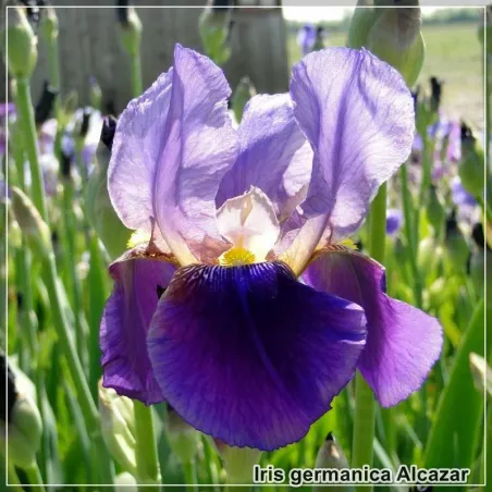 Stanjenel Alcazar (Iris germanica) - Flori Violet
