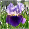 Stanjenel Alcazar (Iris germanica) - Flori Violet
