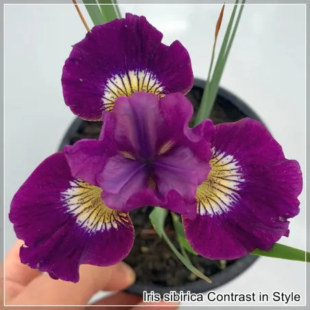 Iris Contrast in Style