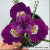 Iris Contrast in Style