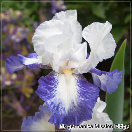 Iris Mission Ridge