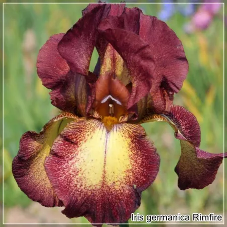 Iris Rimfire