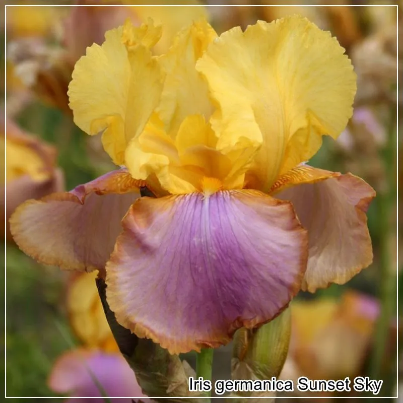 Iris Sunset Sky