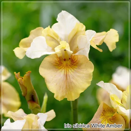 Iris White Amber