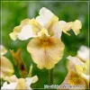 Iris White Amber
