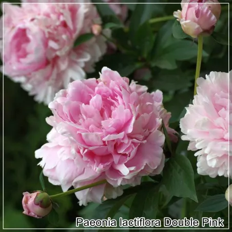 Bujor Pink Double