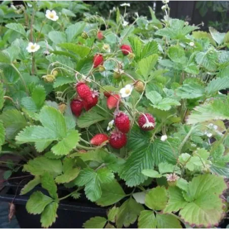 Fragaria vesca 'Alexandria'