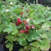 Fragute (Fragaria vesca Alexandria)
