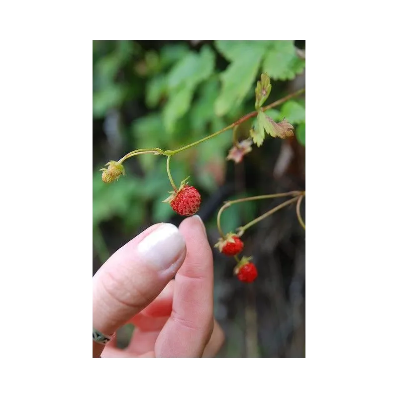 Fragaria vesca 'Alexandria'