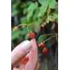 Fragaria vesca 'Alexandria'