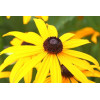 Rudbeckia (Rudbeckia Goldsturm)