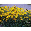 Rudbeckia fulgida 'Goldsturm'