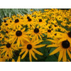 Rudbeckia fulgida 'Goldsturm'