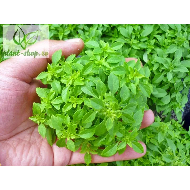 Ocimum basilicum 'Aristotle'