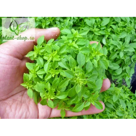 Ocimum basilicum 'Aristotle'