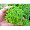 Ocimum basilicum 'Aristotle'