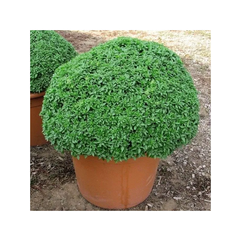 Ocimum basilicum 'Aristotle'