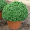 Ocimum basilicum 'Aristotle'