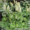 Heuchera Autumn Bride