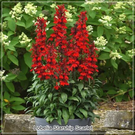 Lobelia Starship Scarlet