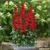 Lobelia Starship Scarlet