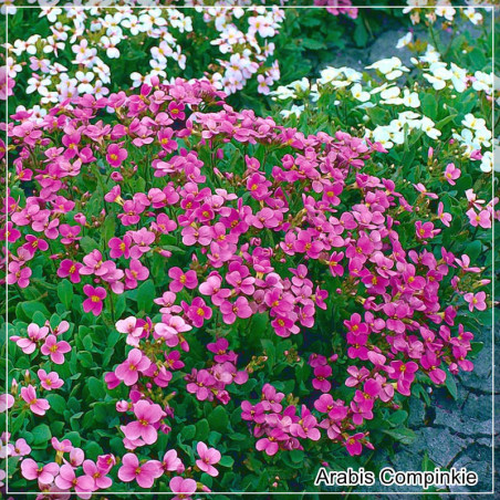 Arabis Compinkie