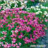 Arabis Compinkie