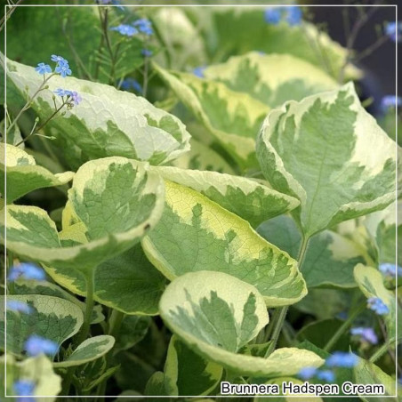 Brunnera Hadspen Cream