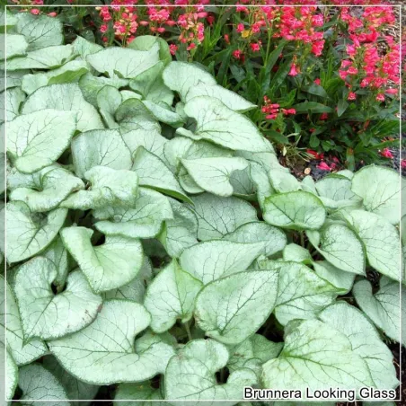 Brunnera Looking Glass