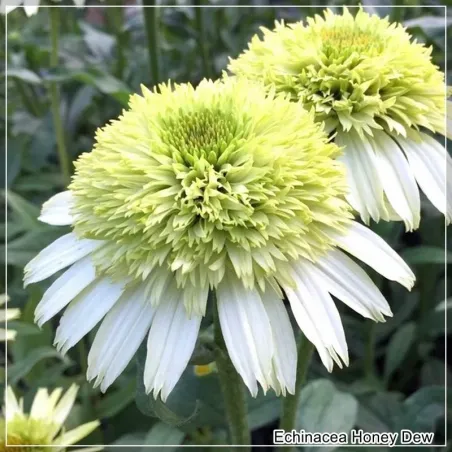 Echinacea Honey Dew
