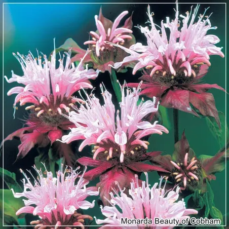 Monarda Beauty of Cobham