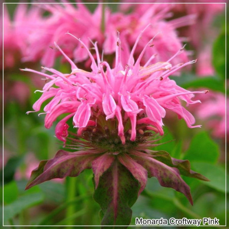 Monarda Croftway Pink