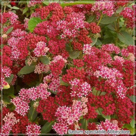 Sedum Abbey Dore
