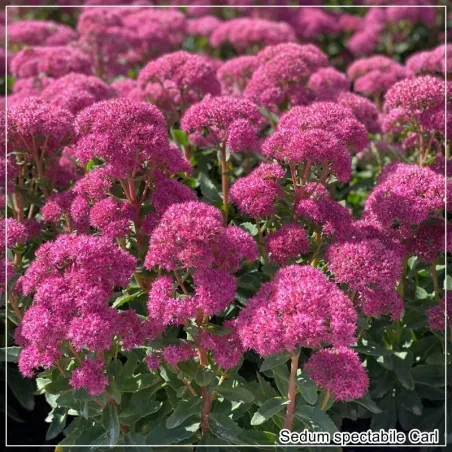 Sedum Carl