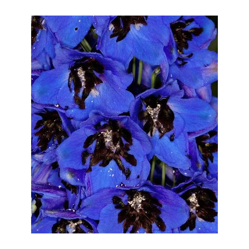 Delphinium cultorum 'Magic Fountain Dark Blue Black Bee'