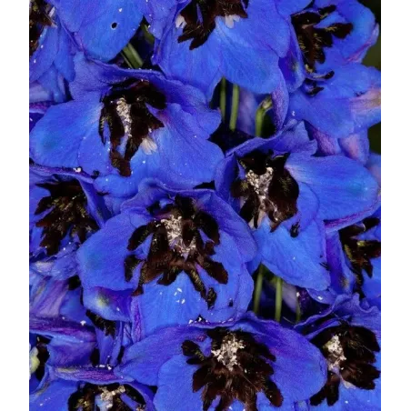 Delphinium cultorum 'Magic Fountain Dark Blue Black Bee'
