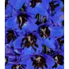 Delphinium cultorum 'Magic Fountain Dark Blue Black Bee'
