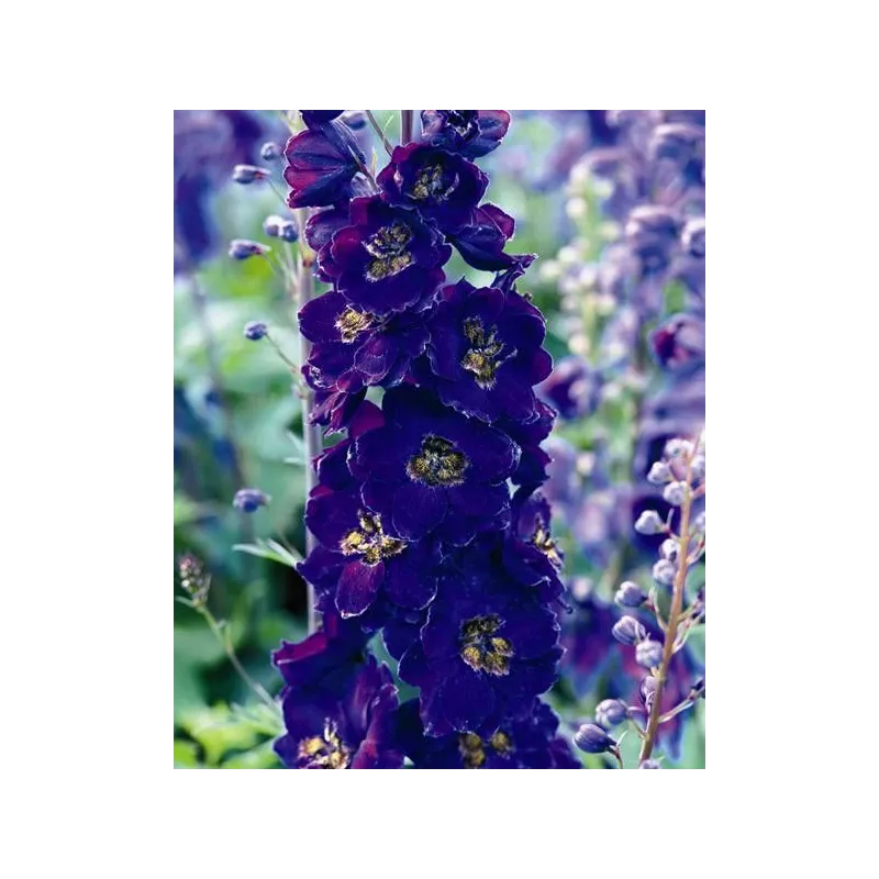 Delphinium cultorum 'Magic Fountain Dark Blue Black Bee'