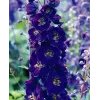 Delphinium cultorum 'Magic Fountain Dark Blue Black Bee'