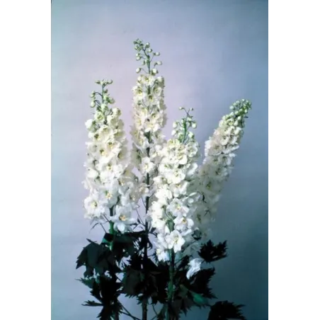 Delphinium cultorum 'Magic Fountain White'