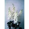Nemțișor (Delphinium Magic Fountain White)