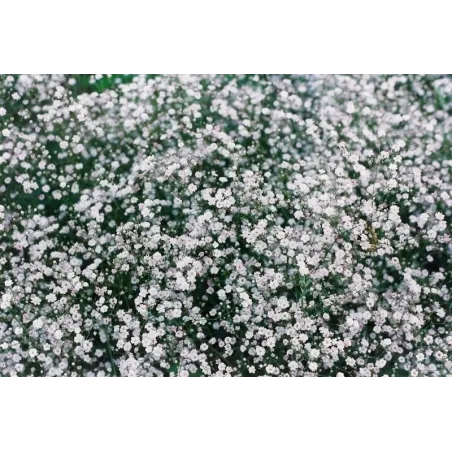 Gypsophila paniculata 'Snowflake'