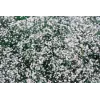 Gypsophila paniculata 'Snowflake'